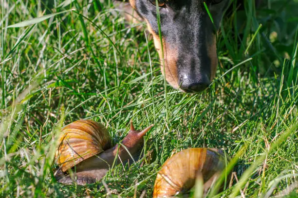 Photo of The dog sniffs adult african achatina snails outdoors