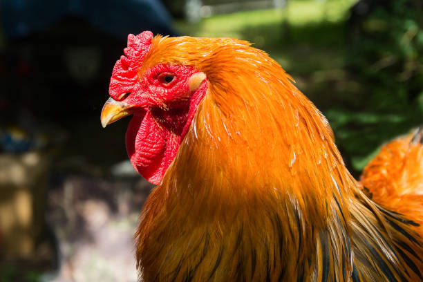 istock Big beautiful cock at the fair. Animals 930744638