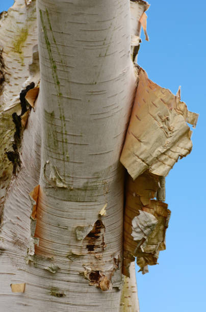 Betula utilis with peeling bark. Close- up of the Himalayan birch with peeling bark hanging from the trunk. betula utilis stock pictures, royalty-free photos & images