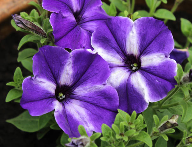 Pretty Purple Striped Petunia