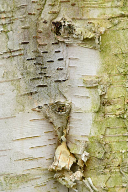Close-up of the Himalayan birch bark. Wintertime; This species ( Betula utilis  ) have a peeling  bark. In the family Betulaceae. betula utilis stock pictures, royalty-free photos & images