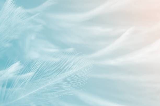 istock Beautiful green vintage color trends feather texture background with orange light 930745200