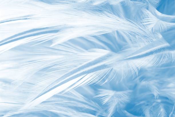 istock blue color trends chicken feather texture background 930745218