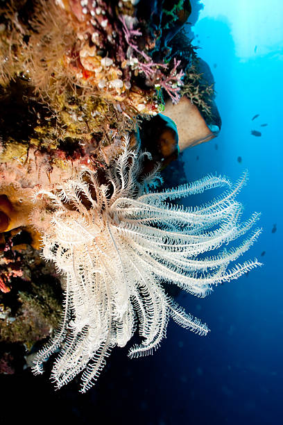 istock Snow White Feather Star at tropical reef wall, Bunaken, Indonesia. 93074729