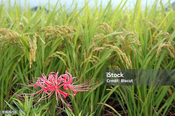 Arroz Em Extracção Com Higanbana - Fotografias de stock e mais imagens de Ao Ar Livre - Ao Ar Livre, Arroz - Cereal, Arrozal