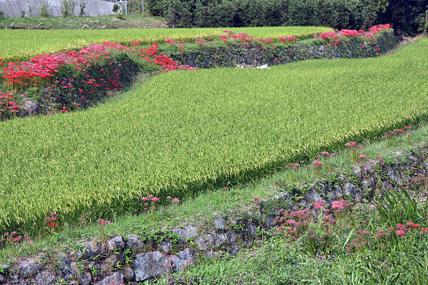 Japanese Terraced Rice Field with Higanbana  spider lily stock pictures, royalty-free photos & images