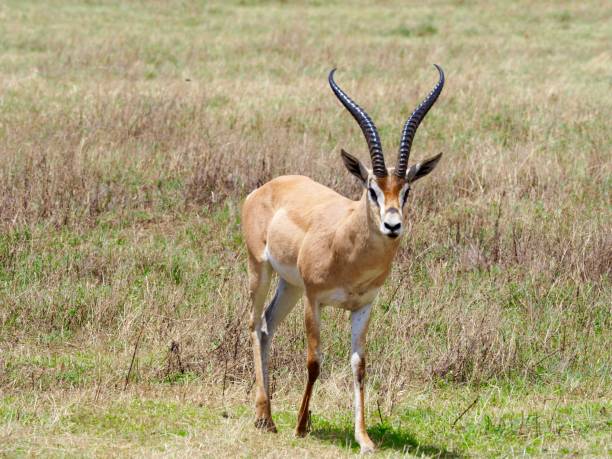 istock Ngorongoro Crater 930747984