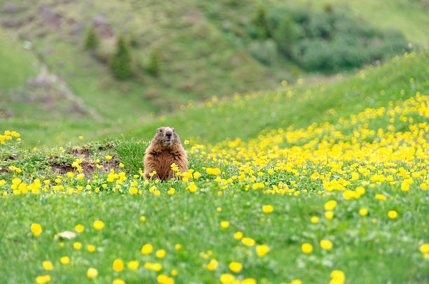 marmot - groundhog stok fotoğraflar ve resimler