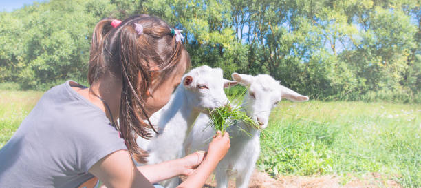 girl on the field is feeding a goat. - animals feeding animal child kid goat imagens e fotografias de stock