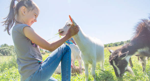 istock Girl on the field is feeding a goat. 930750874