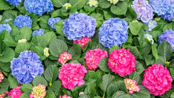 istock Blue and pink hydrangea flower in a garden. 930750906