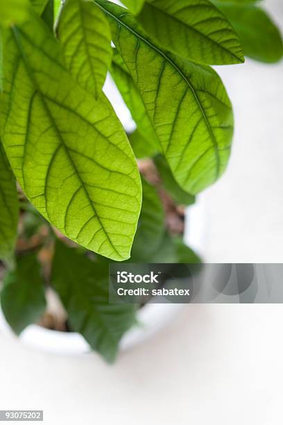 Avocado Plant Stock Photo - Download Image Now - Avocado, Botany, Color Image