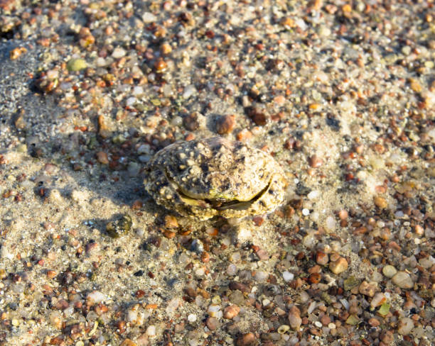 istock Crab box on the sand. Calappa philargius 930755296