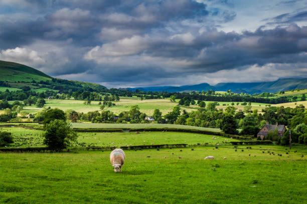 istock Sheeps grazing on pasture in England, Europe 930758336