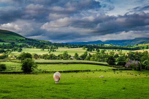 owce wypasające się na pastwiskach w anglii, europie - windermere district zdjęcia i obrazy z banku zdjęć