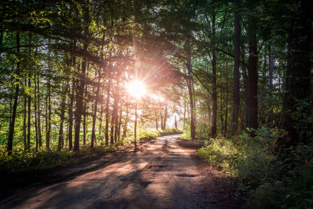istock Stunning sunrise in the summer forest in Poland 930758958