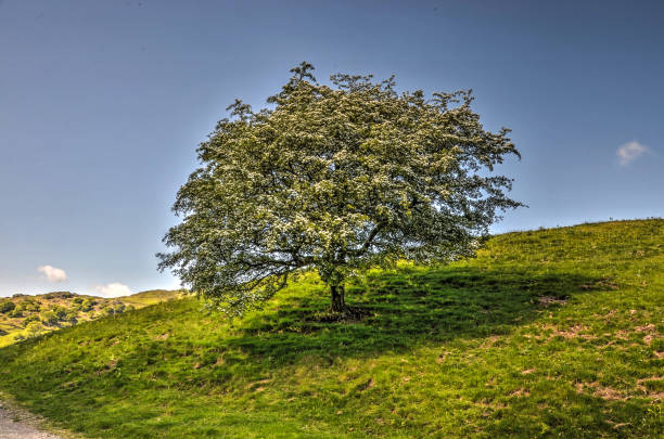 Single Hawthorn tree on a hill  in the English Lake District