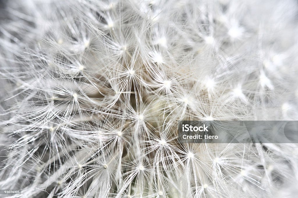 dandilion Hintergrund - Lizenzfrei Abstrakt Stock-Foto