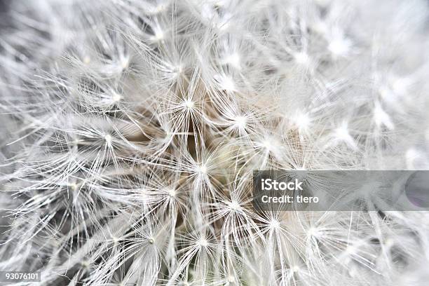 Dandilion Sfondo - Fotografie stock e altre immagini di Astratto - Astratto, Bellezza naturale, Biologia