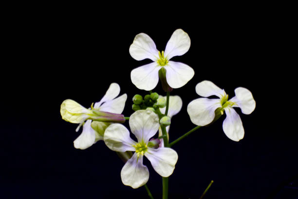 istock The first spring white flowers on a green stalk with buds. Isolated on a black background 930762210