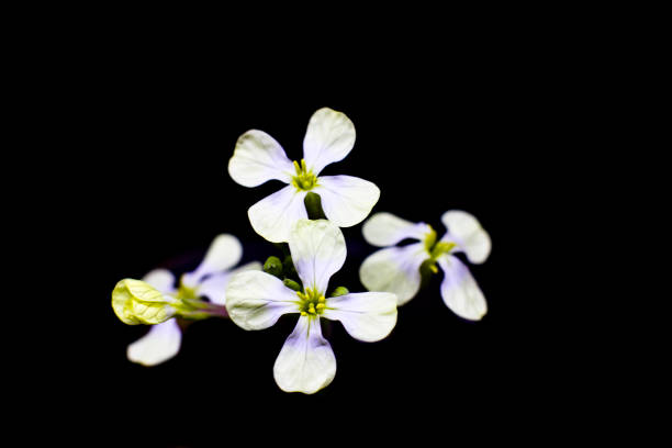 istock The first spring white flowers on a green stalk with buds. Isolated on a black background 930762350
