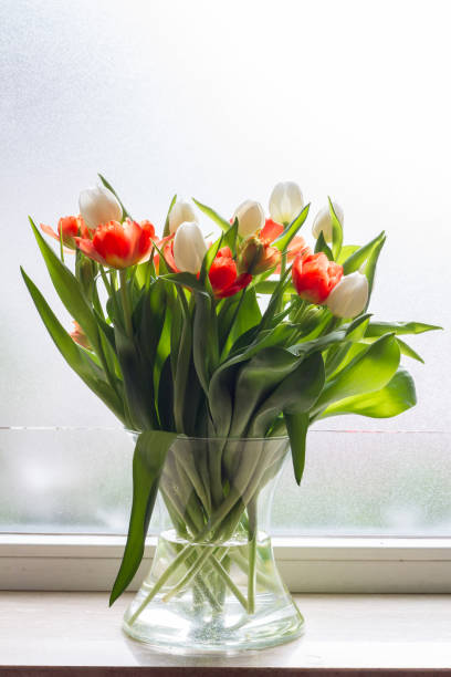 istock Tulips in glass jar on the windowsill. Red and white tulips. Window, light. 930765124