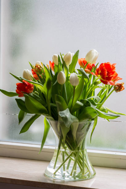 istock Tulips in glass jar on the windowsill. Red and white tulips. Window, light. 930765128