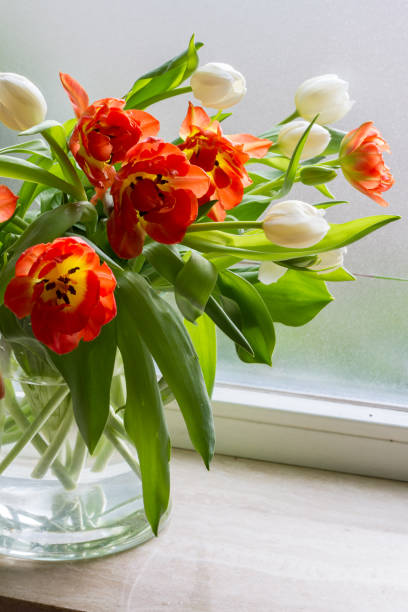 istock Tulips in glass jar on the windowsill. Red and white tulips. Window, light. 930765404