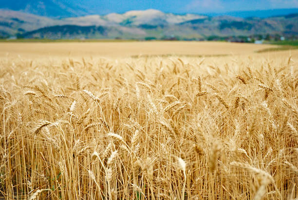 wheat campo di - montana summer usa color image foto e immagini stock