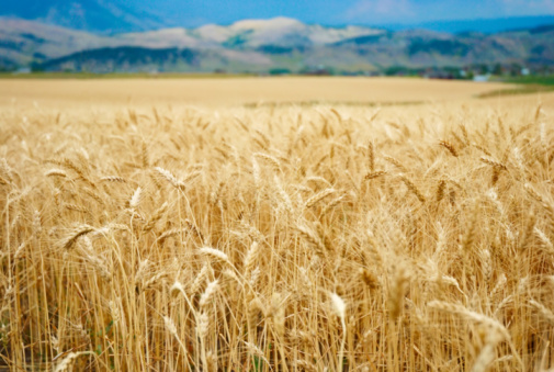 Young wheat grows in a field in S.W. Idaho, USA, maturing and growing in the sunlight.