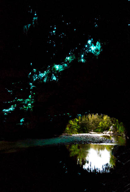 glow worms in moria gate arch, oparara basin, nowa zelandia - kahurangi zdjęcia i obrazy z banku zdjęć