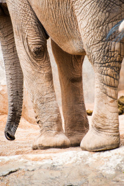 close-up de perna de elefante - safari animals elephant rear end animal nose - fotografias e filmes do acervo