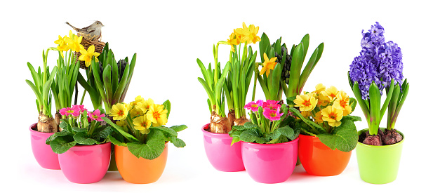 Daffodils in terracotta flower pots, chocolate Easter eggs in basket and cute yellow decoration spring chickens on a wooden garden table on a sunny day in spring.