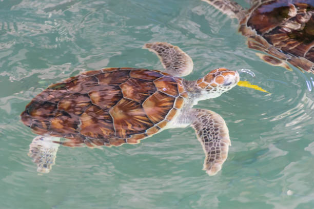 istock Green turtle Chelonia mydas In the pond 930775310