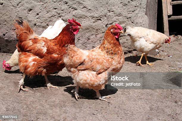 Hens - つつくのストックフォトや画像を多数ご用意 - つつく, カラフル, カラー画像