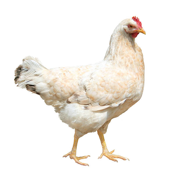 Hen isolated on a white background White hen, stand sideview. Isolated on white background. chicken bird stock pictures, royalty-free photos & images