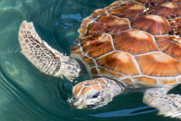 istock Green turtle Chelonia mydas In the pond 930776188
