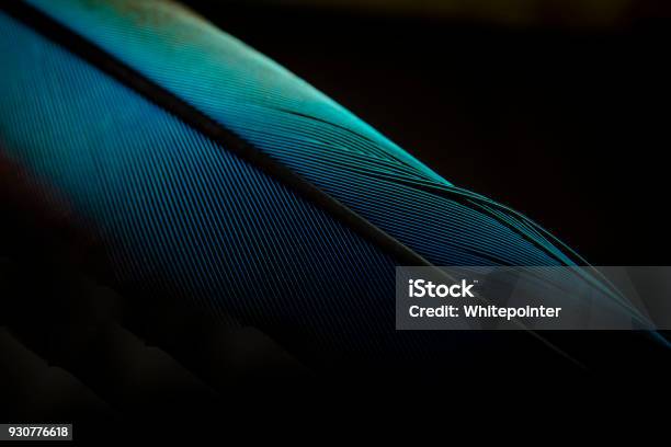 Macro Disparo Un Primer Plano De Plumas De Aves En Fondo Negro Foto de stock y más banco de imágenes de Pluma de ave