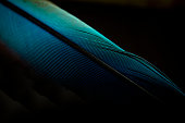 Macro shot a bird feather close-up in Black background