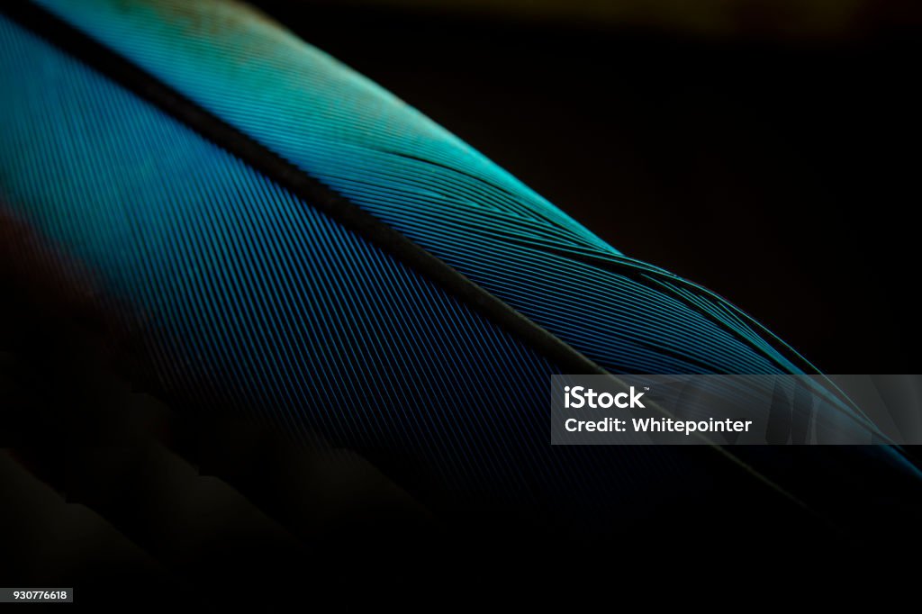 Macro shot a bird feather close-up in Black background Feather Stock Photo