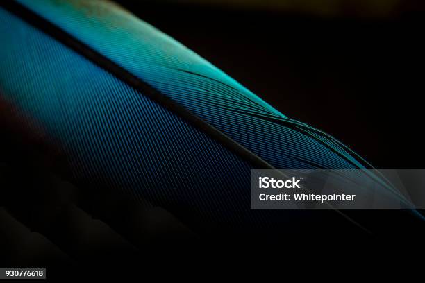 Macro Shot A Bird Feather Closeup In Black Background Stock Photo - Download Image Now