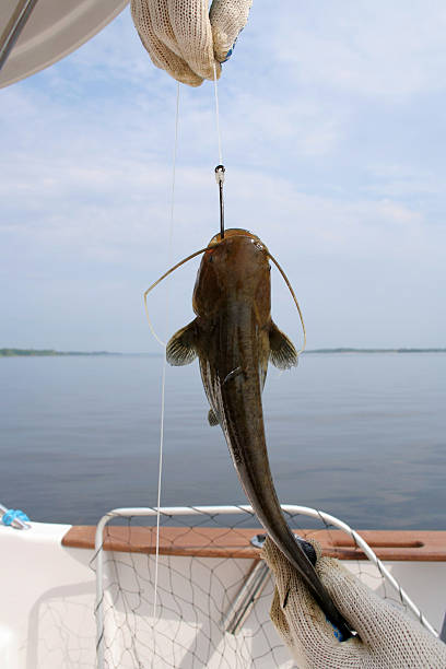 сом на крючок - fish catch of fish catching dead animal стоковые фото и изображения