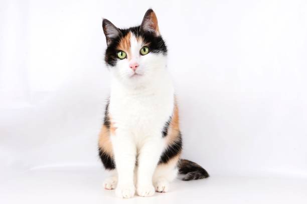 istock beautiful tricolored cat portrait 930781364