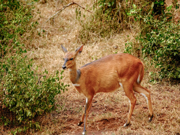 African Bush buck antelope