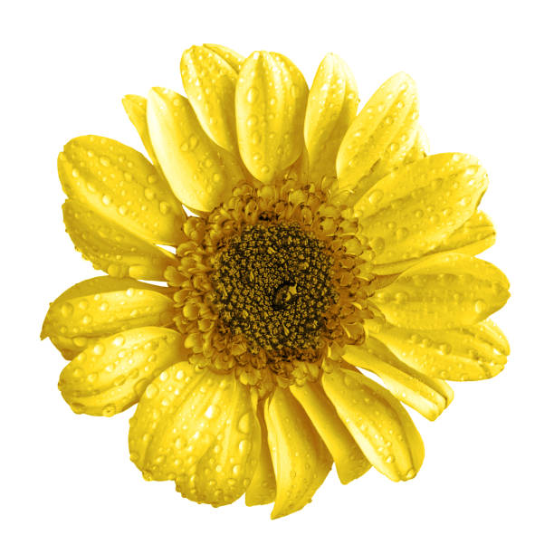 istock Yellow chrysanthemum flower macro isolated on white 930782098