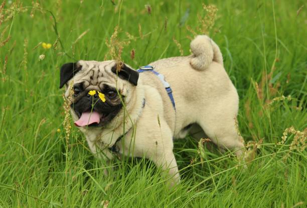 istock Arthur The Pug in a Meadow 930782134