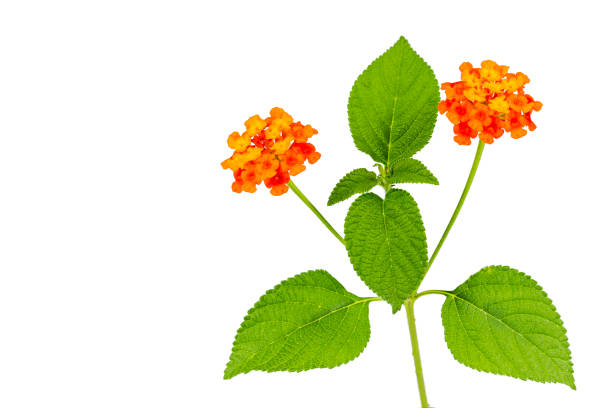 Lantana flower and leaves on the white background.
