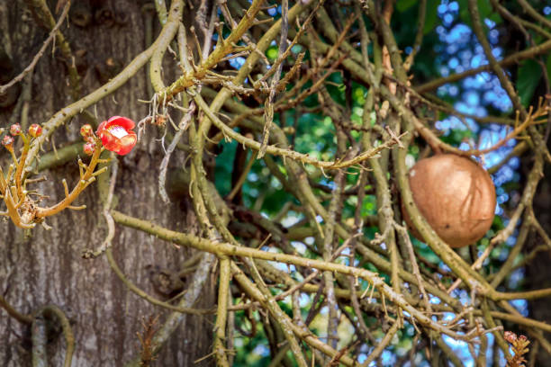 istock flower and fruit of tropical tree cannon ball 930784936