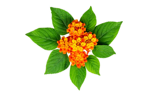 istock Lantana flower and leaves on the white background. Create for card. 930785074