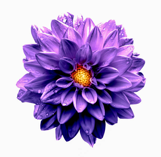 close up of a beautiful Dahlias flower in the garden